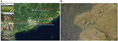 More deterministic assembly constrains the diversity of gut microbiota in freshwater snails